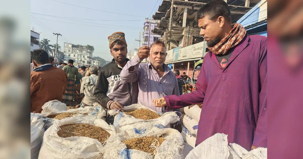 চাল আমদানির খবরে ধানের দামে ধ্বস, ঋণ শোধে হিমশিম কৃষক