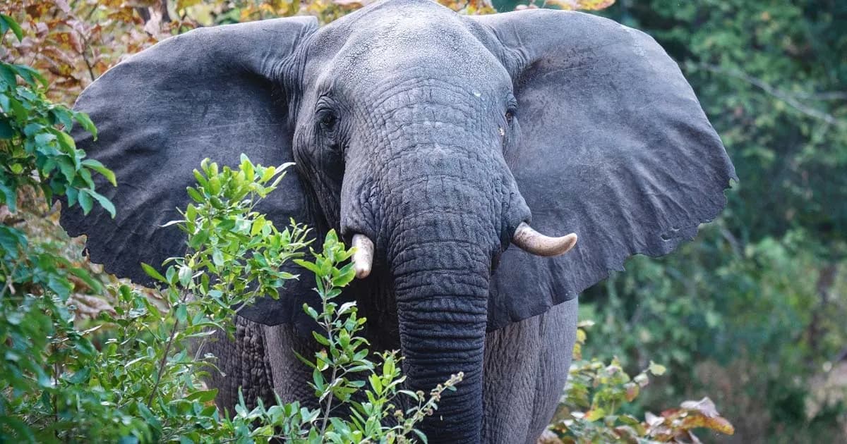 জীবন্ত হাতি পুড়িয়ে হত্যা, শ্রীলঙ্কায় গ্রেফতার ৩