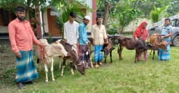 শিবচরে হতদরিদ্র ৬ পরিবারের মাঝে বিনামূল্যে গাভী বিতরণ