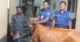 বারহাট্টায় চুরি হওয়া গর্ভবতী গাভী উদ্ধার