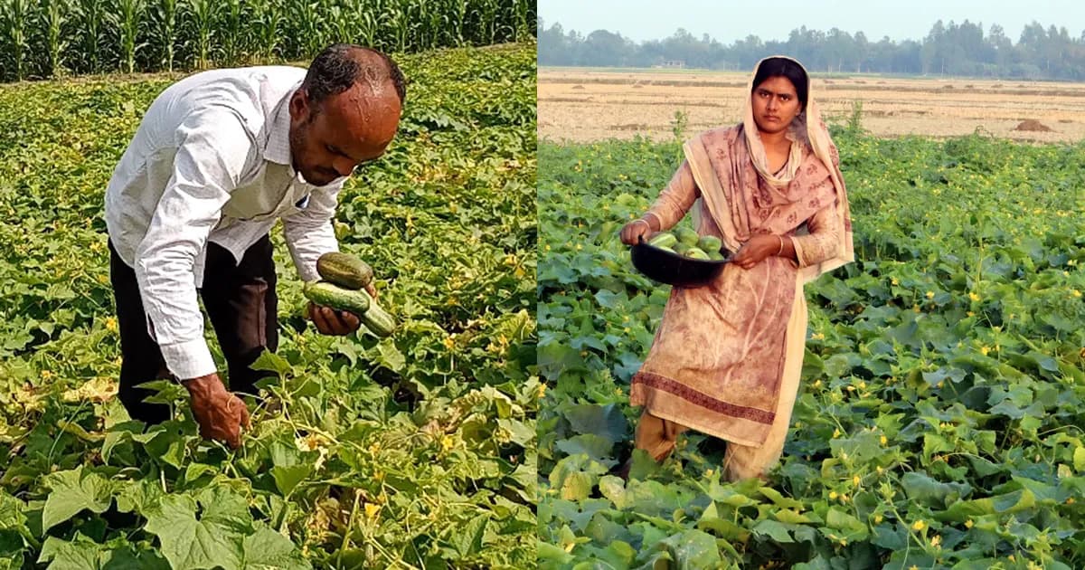 রমজানে ফুলবাড়ীতে খিরার বাজার চাঙ্গা, দ্বিগুণ দামে লাভে কৃষক