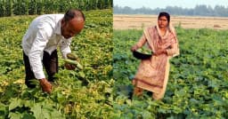 রমজানে ফুলবাড়ীতে খিরার বাজার চাঙ্গা, দ্বিগুণ দামে লাভে কৃষক