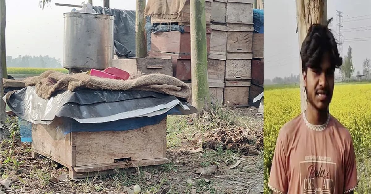 সরিষা ক্ষেতে হলুদ ফুলের ভিড়ে গড়ে উঠেছে মধুর নীরব রাজ্য