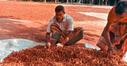 রং-গন্ধে অনন্য, স্বাদে অতুলনীয় দেশজুড়ে খ্যাতি ফুলবাড়ীয়ার হলুদ