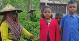 শিক্ষার অধিকার থেকে বঞ্চিত চুনারুঘাটে চা শ্রমিক সন্তানরা