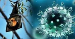 দেশে নতুন প্রাণঘাতী ভাইরাস শনাক্ত, বিজ্ঞানীদের সতর্কবার্তা