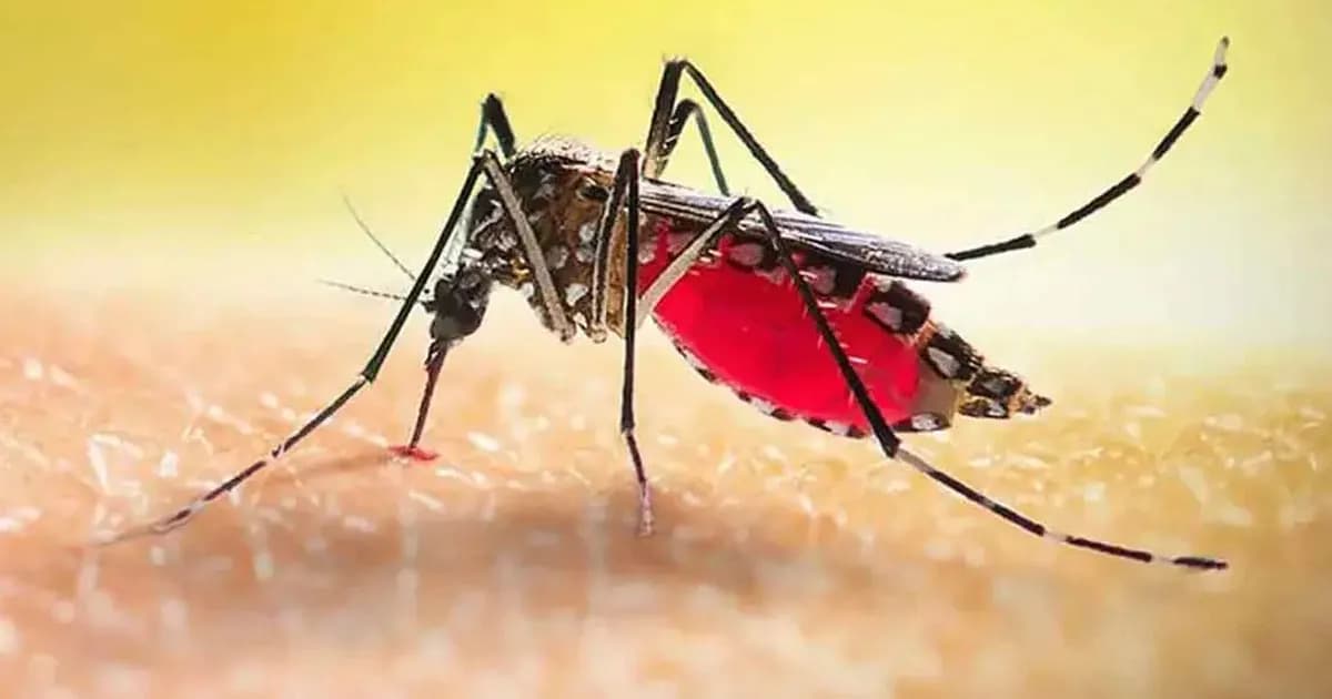 ডেঙ্গুতে মৃত্যু ৩০০ ছুঁইছুঁই, ২৪ ঘণ্টায় প্রাণ গেল ৪ জনের
