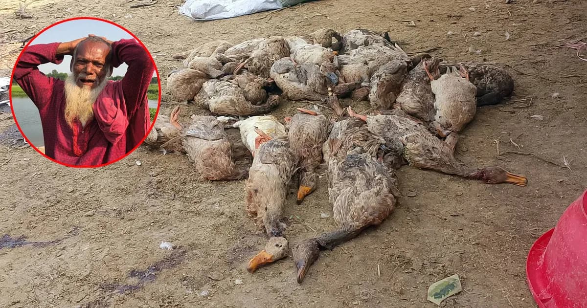 গোয়ালন্দে বিষে ৩ শতাধিক হাঁসের মৃত্যু, খামারির ক্ষতি লাখাধিক