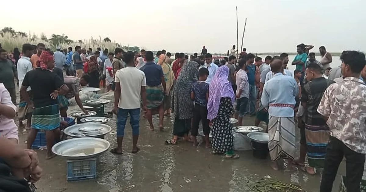 পদ্মায় নিষেধাজ্ঞা অমান্য করে মা ইলিশ শিকার, পাড়ে অস্থায়ী হাট