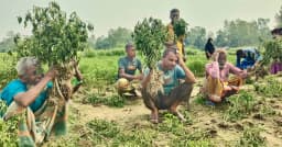 ধুনটে ৫ কৃষকের মরিচের ক্ষেত নষ্ট, ক্ষতি প্রায় ১৫ লাখ টাকা