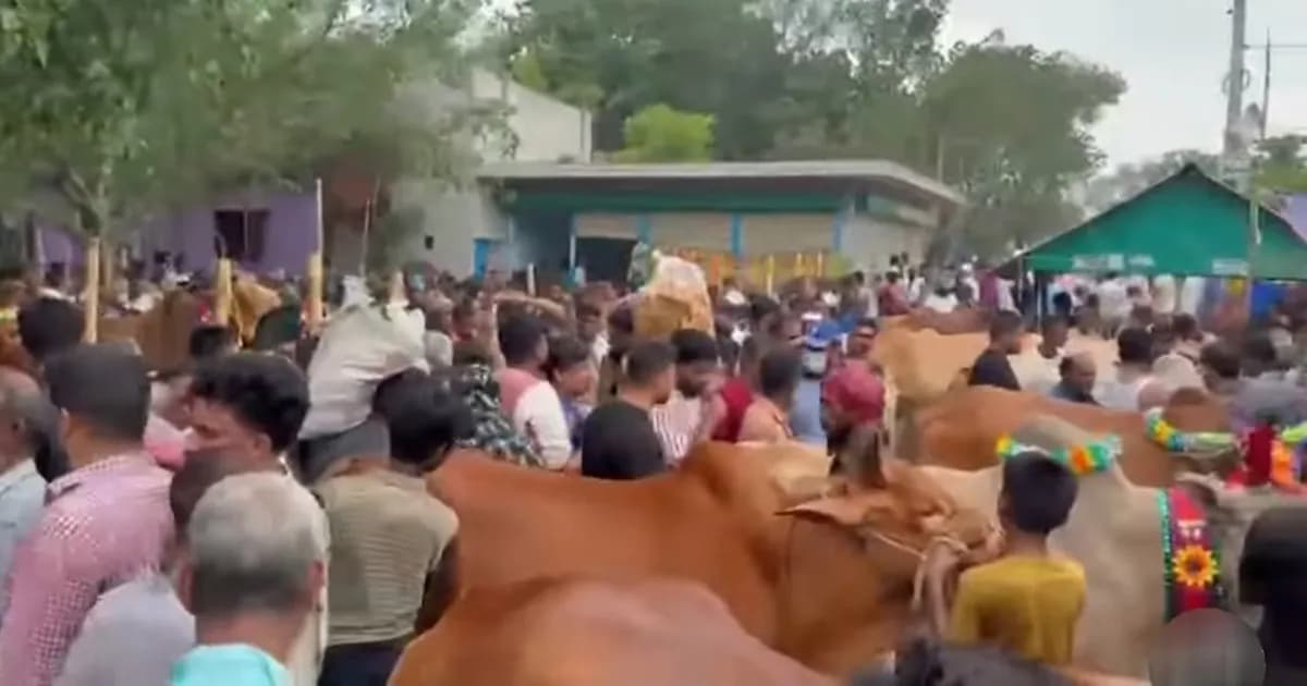 নবীনগরে কোরবানির পশুর হাটে ক্রেতা-বিক্রেতার উপচে পড়া ভিড়