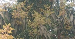 শ্রীপুরে গাছে গাছে আমের মুকুলে মৌ মৌ গন্ধে ভরপুর