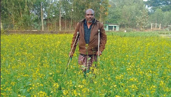 বোয়ালখালীতে সরকারি প্রণোদনায় বাড়ছে সরিষার আবাদ