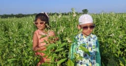 কম খরছে লাভ বেশি, তিল চাষে স্বপ্ন দেখছেন কৃষকরা