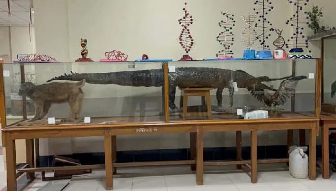 রাবিতে বিলুপ্তপ্রায় প্রাণী ও জীবাশ্মের বিরল সংগ্রহশালা