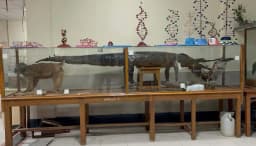 রাবিতে বিলুপ্তপ্রায় প্রাণী ও জীবাশ্মের বিরল সংগ্রহশালা