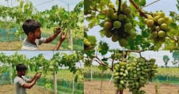 শার্শায় ইউটিউব দেখে আঙুর চাষ, তরুণ উদ্যোক্তার সাফল্যে সাড়া