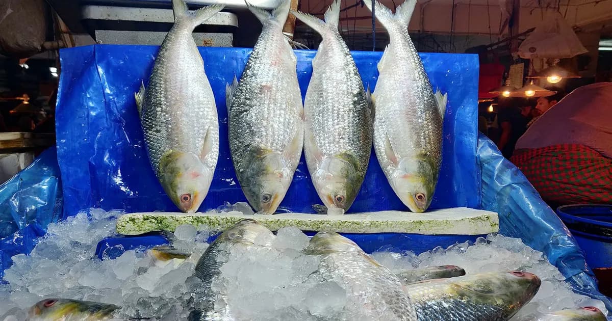 ভারতে ফের ইলিশ রপ্তানির অনুমতি, ১২ দিনে গেল ১৩৬ টন
