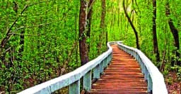 ঈদের ছুটিতে পর্যটকদের অপেক্ষায় সুন্দরবন