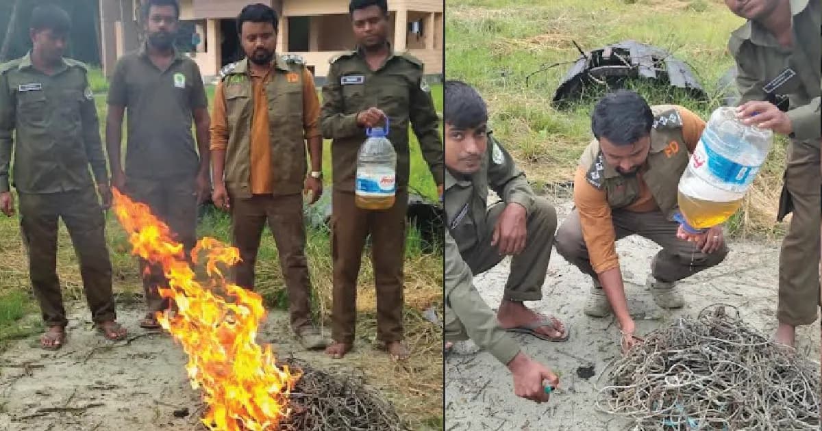 সুন্দরবনে ২২টি হরিণ শিকারের ফাঁদ উদ্ধার