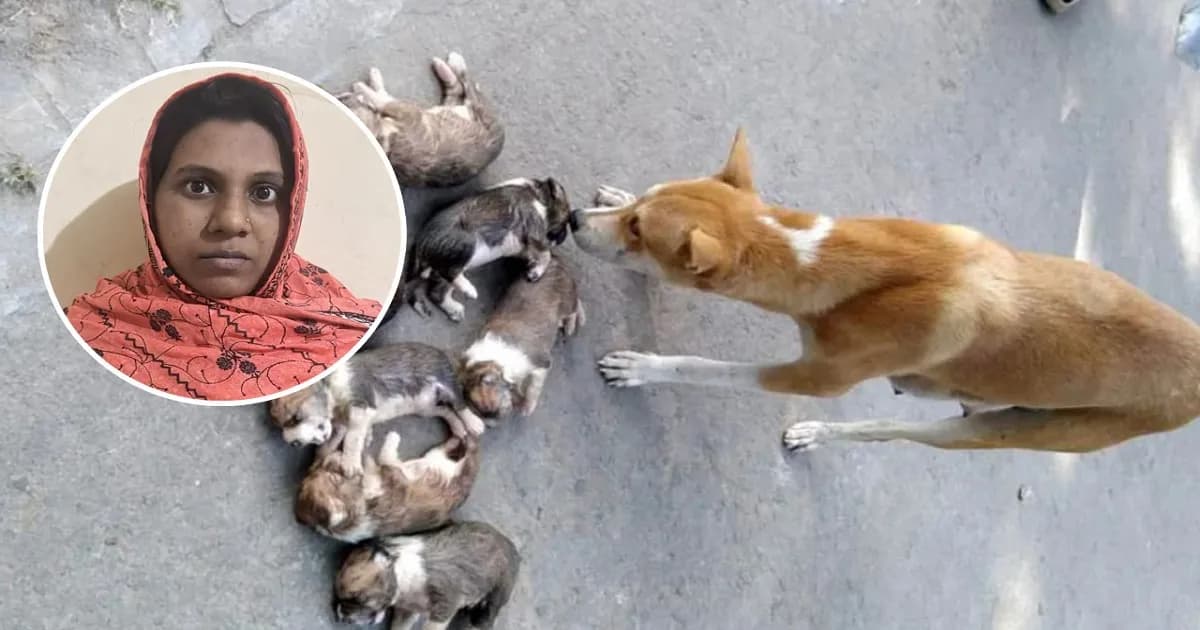 ৮ কুকুরছানা হত্যার ঘটনায় সরকারি কর্মকর্তার স্ত্রী গ্রেপ্তার