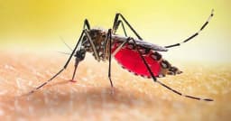 ডেঙ্গুতে আরও ৫ জনের মৃত্যু, হাসপাতালে ভর্তি ১১৪৭