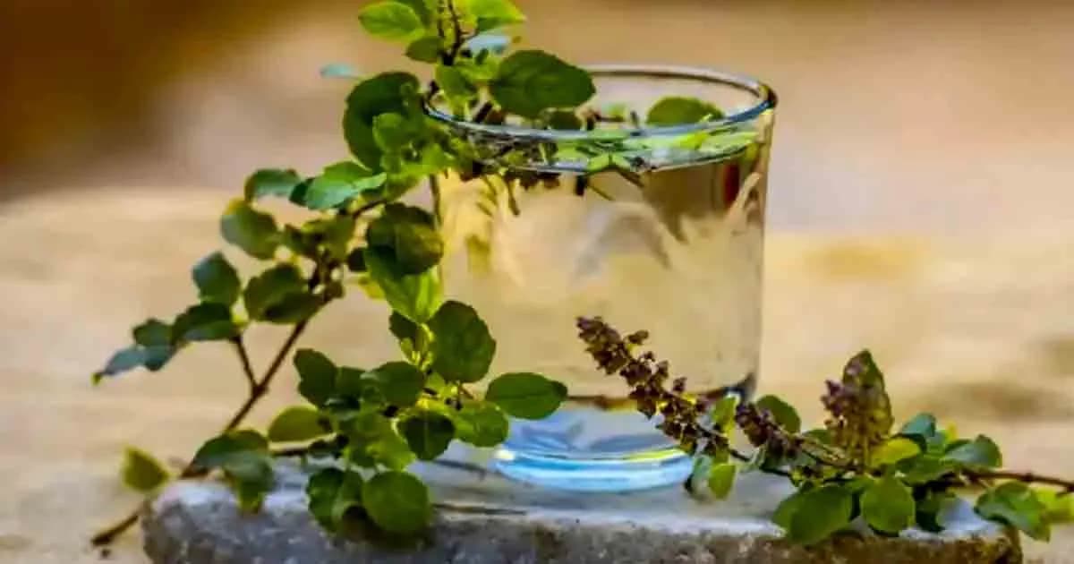 তুলসী পানির কিছু আশ্চর্যজনক উপকারিতা