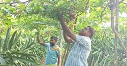 জীবননগরে এক জমিতে ড্রাগন-আঙ্গুর চাষ, স্কুল শিক্ষকের ব্যতিক্রমী উদ্যোগ
