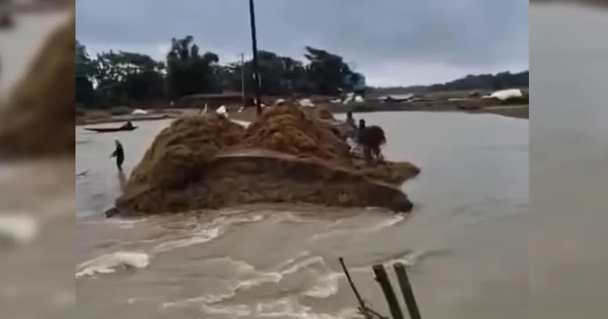 মধ্যনগরে বাঁধ ভেঙে ৬৮ হেক্টর জমির ধান মারাত্মক ঝুঁকিতে