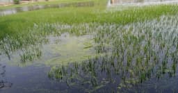 চৈত্রের অকাল বৃষ্টিতে চাকিরপশার বিলে ১০০ একর ফসল তলিয়ে