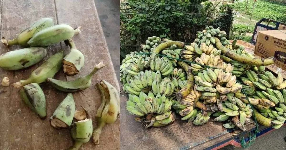 স্কুল ফিডিংয়ে নিম্নমানের খাবার, ক্ষোভে ফিরিয়ে দিলেন শিক্ষকরা