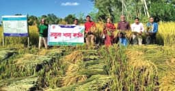 বোয়ালখালীতে আমন ধানের মাঠ পরিদর্শন