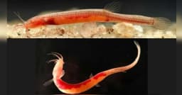 মাটির নিচে অজানা নতুন মাছের সন্ধান, বিস্মিত বিজ্ঞানীরা