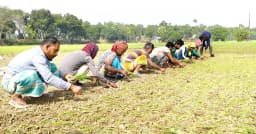 কুষ্টিয়ায় সারের দাম বাড়লেও পেঁয়াজ চাষে আগ্রহ তুঙ্গে