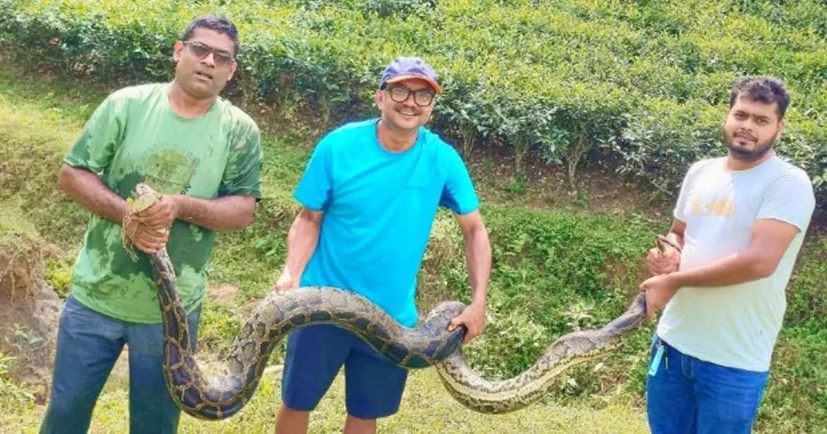 শ্রীমঙ্গলে প্রায় ১২ ফুট দৈর্ঘ্যের অজগর সাপ উদ্ধার