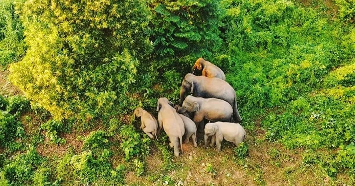 কাপ্তাই জাতীয় উদ্যানে নতুন হাতি শাবকের জন্ম