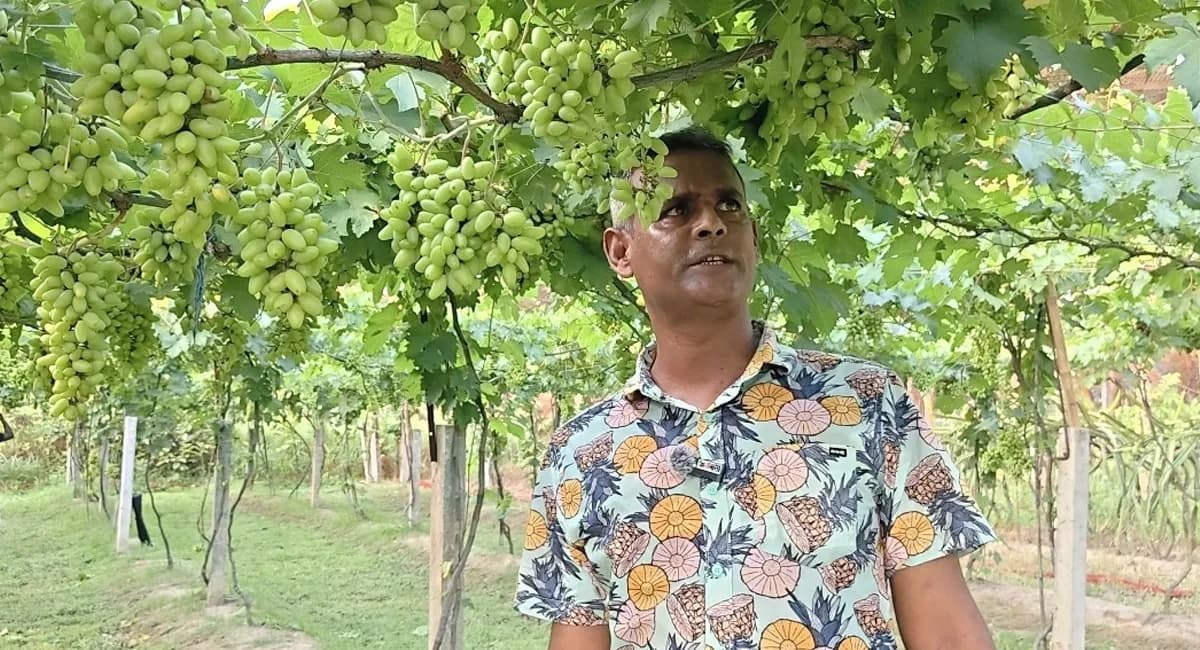 বিদেশফেরত যুবকের আঙুর বাগানে সফলতার স্বপ্ন, জীবননগরে নতুন সম্ভাবনা
