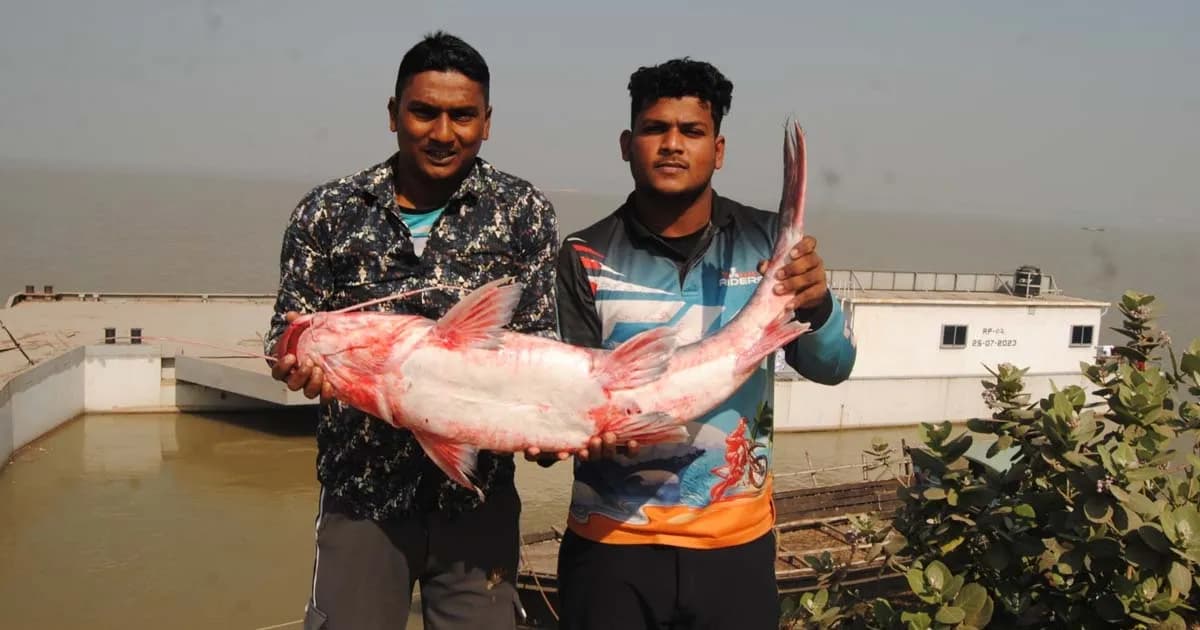 পদ্মায় জেলের জালে ধরা এক আইড় মাছ ৩৩ হাজার টাকায় বিক্রি