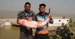 পদ্মায় জেলের জালে ধরা এক আইড় মাছ ৩৩ হাজার টাকায় বিক্রি