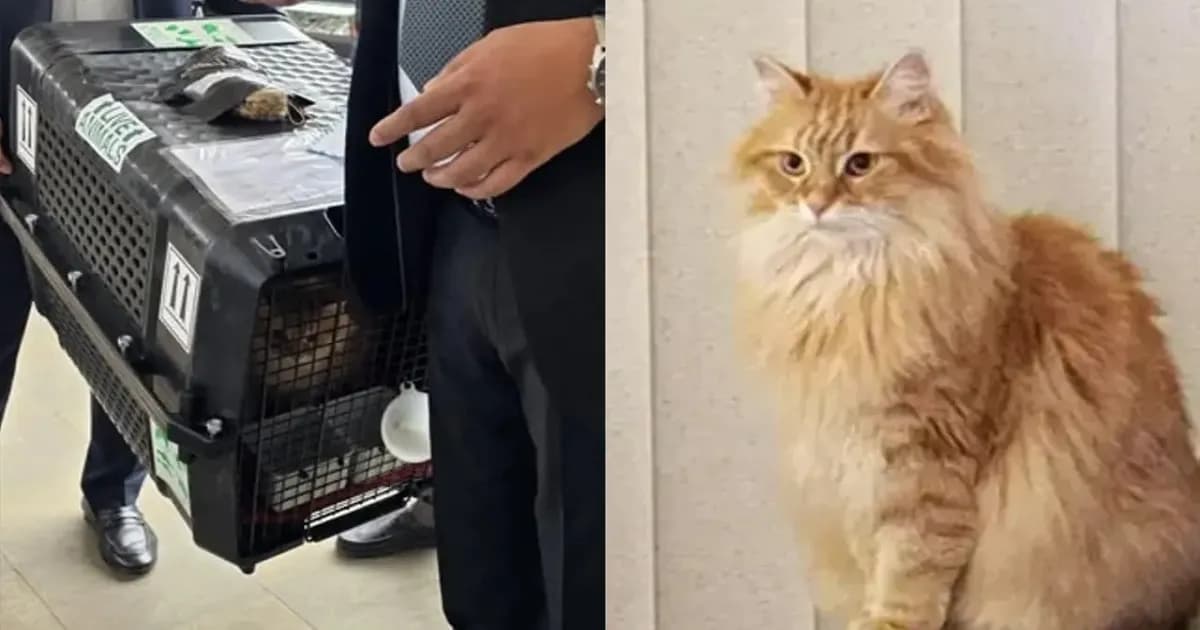 তারেক রহমানের সঙ্গে দেশে আসল প্রিয় বিড়াল জেবু