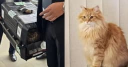 তারেক রহমানের সঙ্গে দেশে আসল প্রিয় বিড়াল জেবু