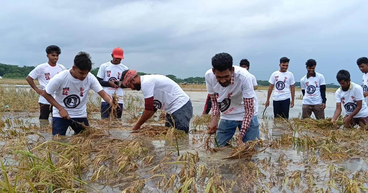 নেত্রকোণায় তলিয়ে যাওয়া ধান কেটে দিলেন ছাত্রলীগের সাবেক নেতা