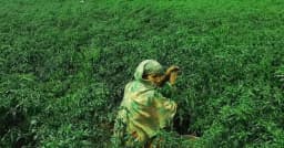 তিস্তার চরে শিলাবৃষ্টির আঘাত, মরিচ-পেঁয়াজ চাষে কোটি টাকার ক্ষতি