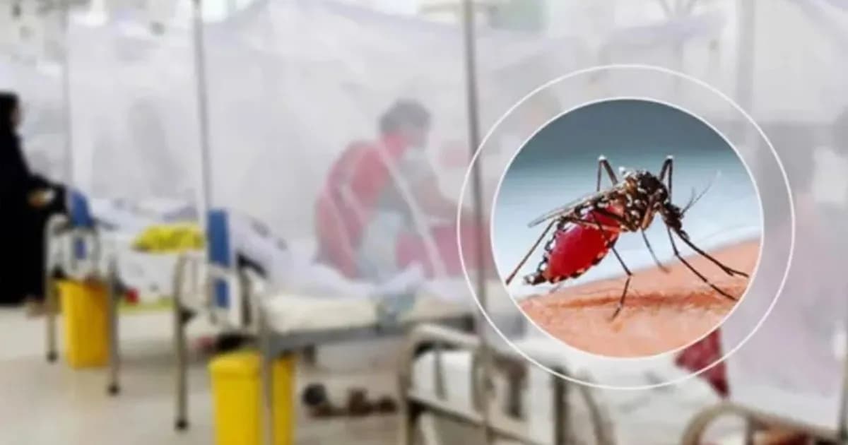 ডেঙ্গুতে ২৪ ঘণ্টায় আরও ৭ জনের মৃত্যু, হাসপাতালে ভর্তি ১৭৫৩