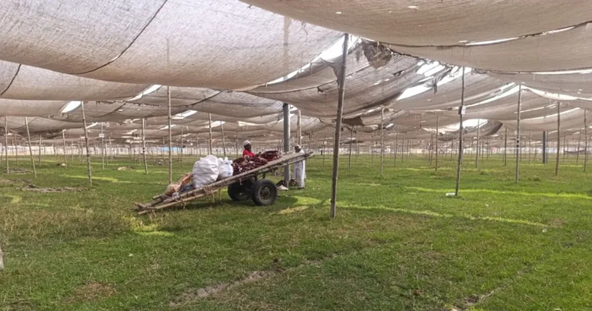 জুবায়েরপন্থিদের টঙ্গী ময়দানের প্যান্ডেল খুলে ফেলা হচ্ছে