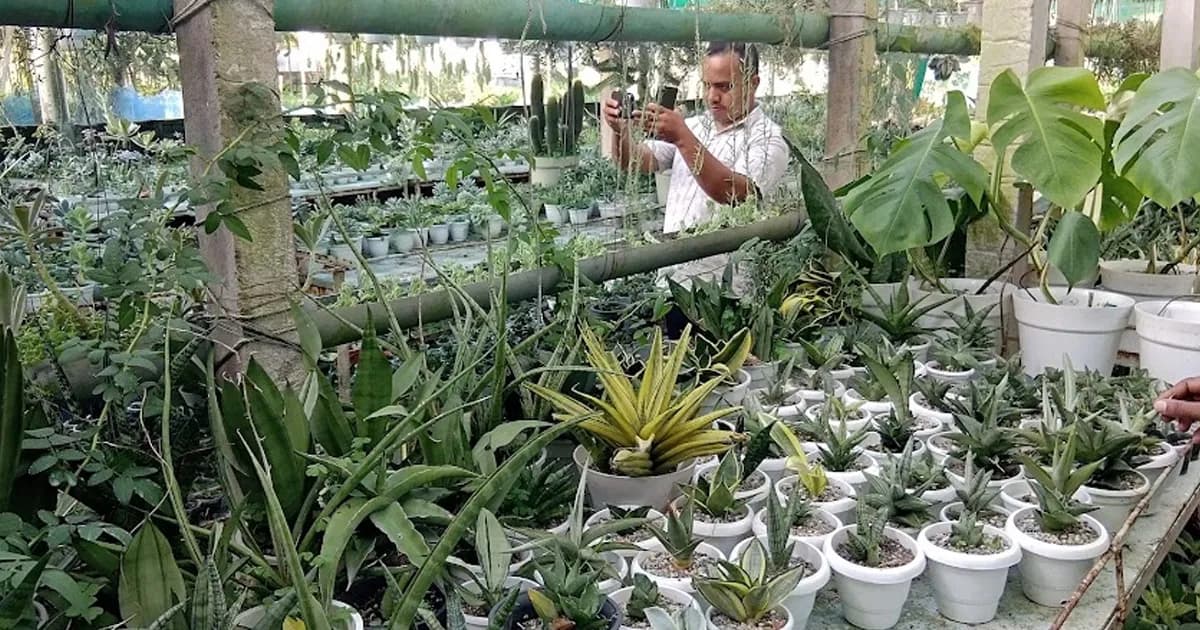 এক হাজার প্রজাতির গাছ নিয়ে রাখির স্বপ্নের নার্সারি, মাসে আয় লাখ টাকা