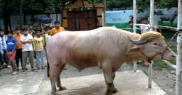ঢাকায় আসছে ‘ডোনাল্ড ট্রাম্প’