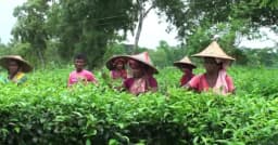 মৌলভীবাজারের ৯২টি চা বাগানের শ্রমিকদের কাছে অজানা গণভোট