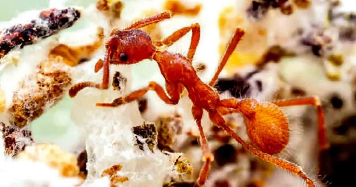 আগুনে পিঁপড়া পোড়ানো কি জায়েজ