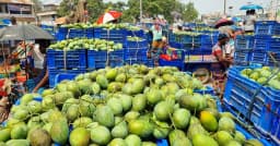 আমের ভরা মৌসুমেও হাসি নেই সাপাহারের কৃষকের মুখে